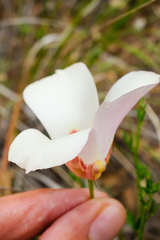 Calochortus simulans