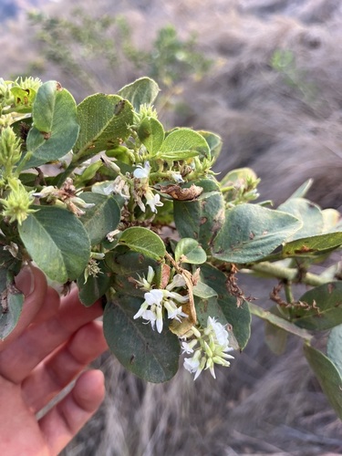 Dendrolobium umbellatum