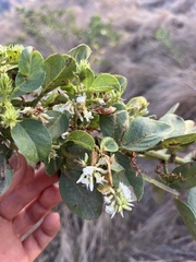 Dendrolobium umbellatum
