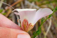 Calochortus simulans