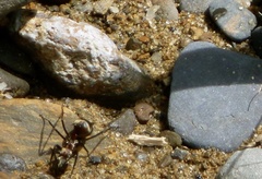 Polyrhachis