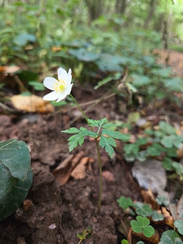 wood anemone