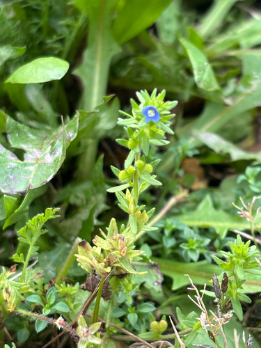 corn speedwell