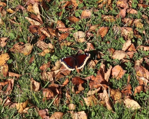 Mourning Cloak
