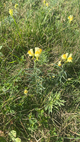 common toadflax