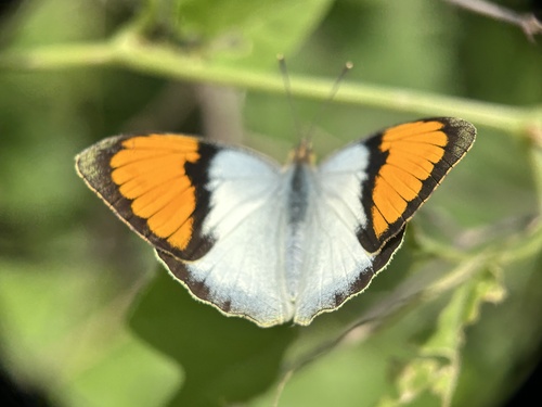 White Orange Tip