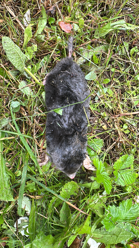 European Mole