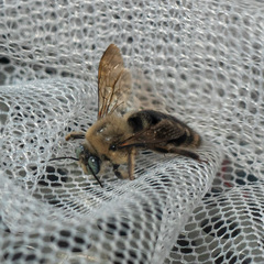 Xylocopa tabaniformis androleuca