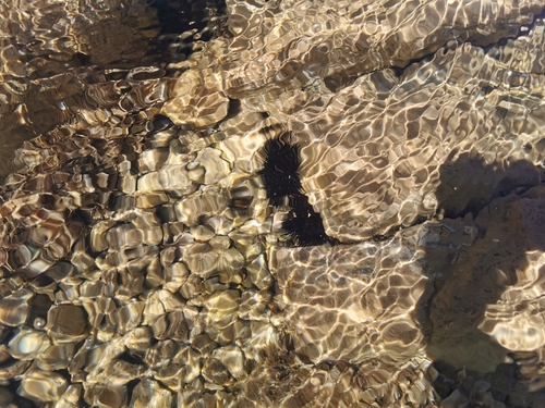 Black sea urchin