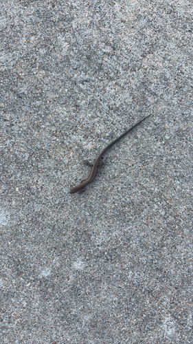 Little Brown Skink