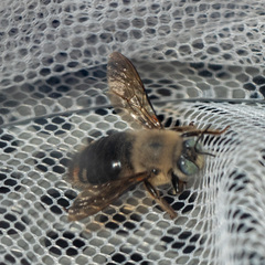 Xylocopa tabaniformis androleuca