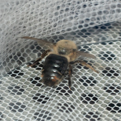 Xylocopa tabaniformis androleuca