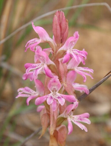 Satyrium erectum, photograph 5