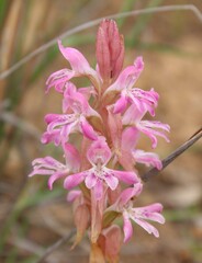 Satyrium erectum, photograph author not stated, no rights reserved