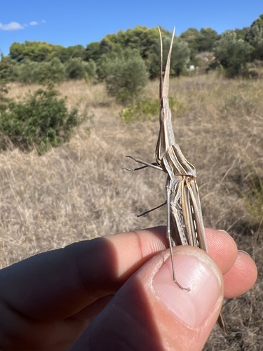 Mediterranean Slant-faced Grasshopper