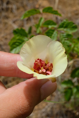 Calochortus simulans