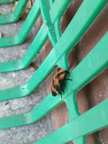 Lychnacris flabellata