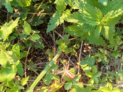 Wasp Spider