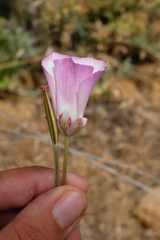 Calochortus simulans