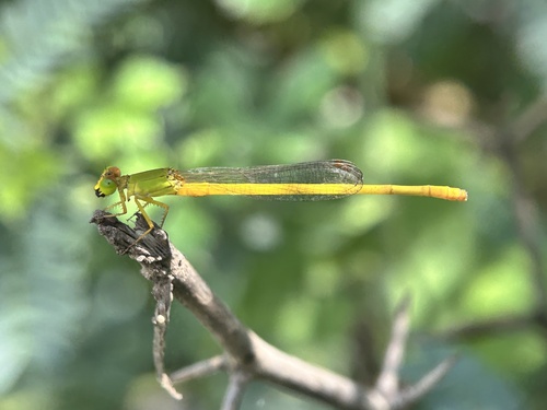 Coromandel Marsh Dart
