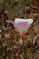 Calochortus simulans