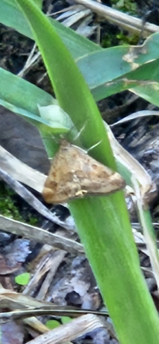 Straw-barred Pearl