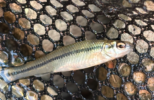 Bluntnose Minnow