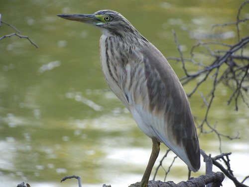 Squacco Heron