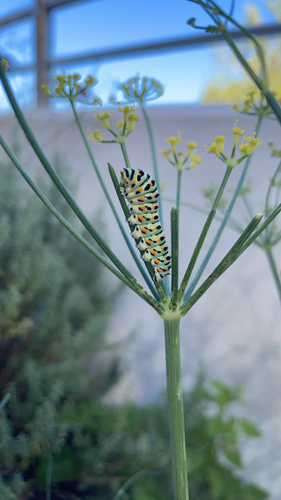 Old World Swallowtail