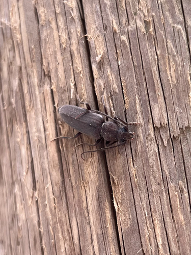 Burnt pine longhorn
