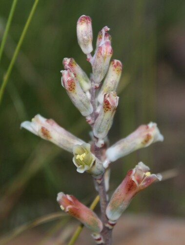 Lachenalia schlechteri