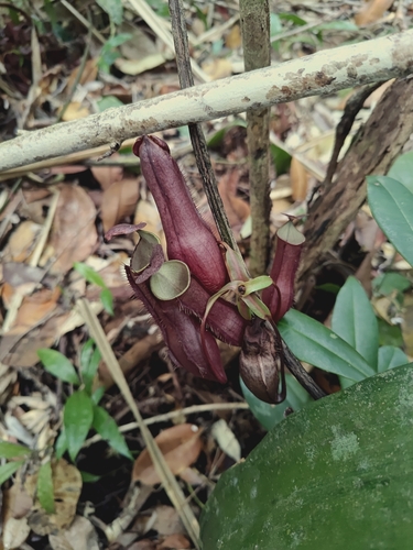 Slender Pitcher-Plant