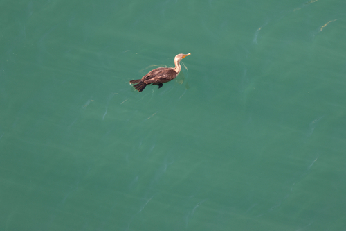 Double-crested Cormorant