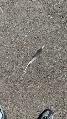 Plume de Goéland leucophée
