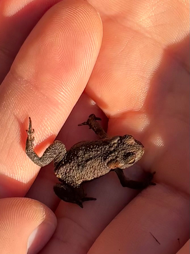 European Toad