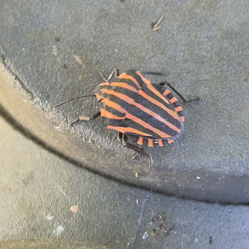 European Striped Shield Bug