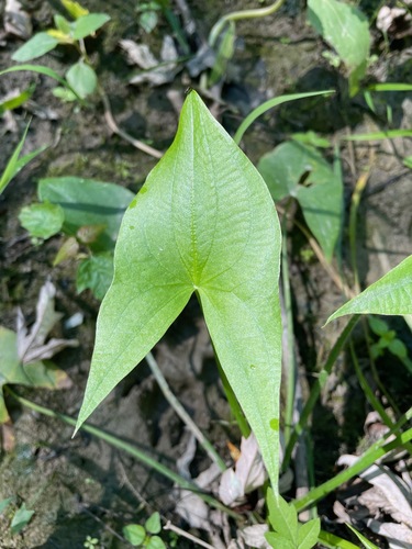 Sagittaria cuneata, photograph 6
