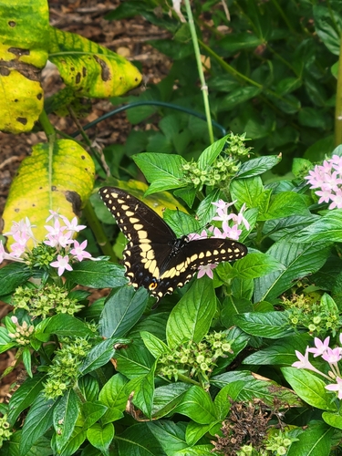 Black Swallowtail