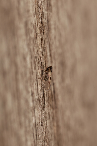 Delphacodes, 2026-09-11
