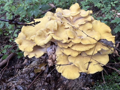 Golden Oyster Mushroom