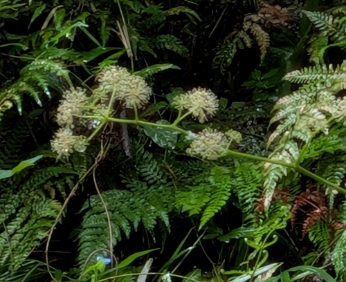 Aralia cordata, photograph 1