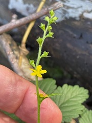 Agrimonia striata, photograph (c) Tom Scavo, some rights reserved (CC BY)