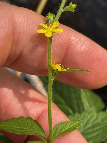 Agrimonia striata, photograph 5
