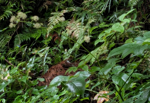 Aralia cordata, photograph 2