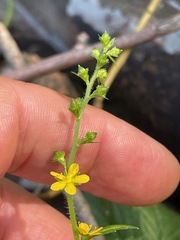 Agrimonia striata, photograph (c) Tom Scavo, some rights reserved (CC BY)