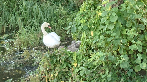 Mute Swan