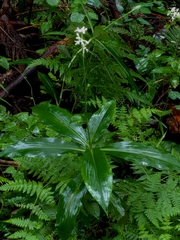 Pollia japonica, photograph (c) mami_t_t, some rights reserved (CC BY)
