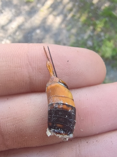 Giant Woodwasp