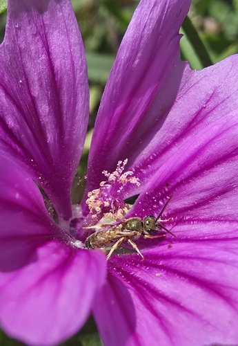 Golden Furrow Bee