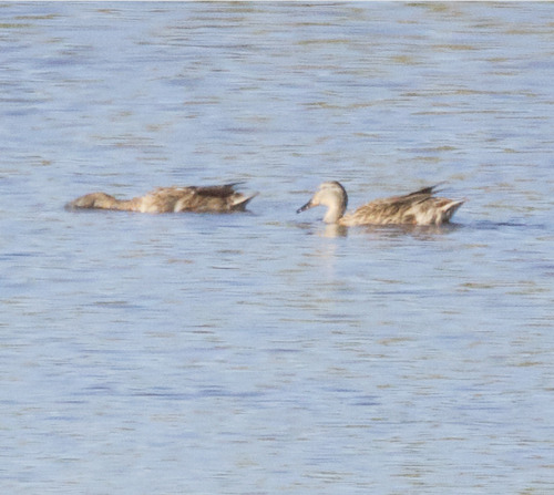 Gadwall